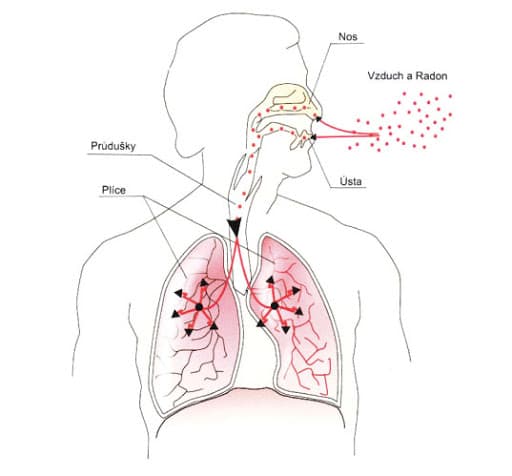 Působení radonu na člověka